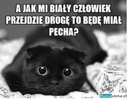 Dziś Dzień Kota. Oto memy z tej okazji 