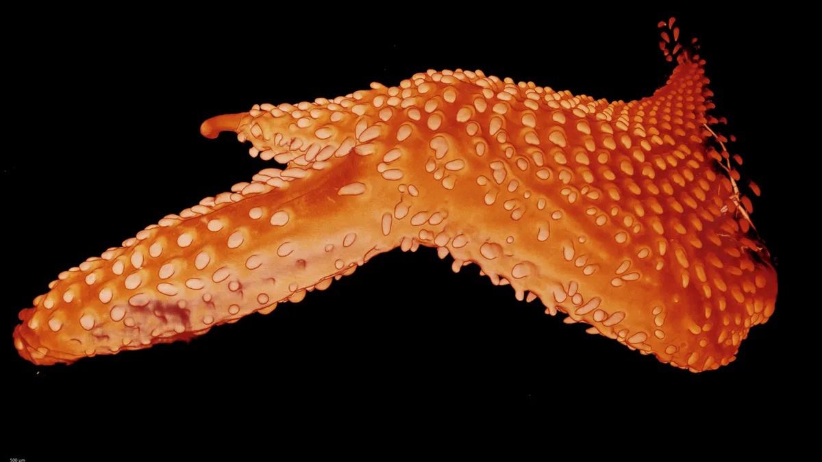 To jest (w pewnym sensie) skóra dinozaura, Bella.