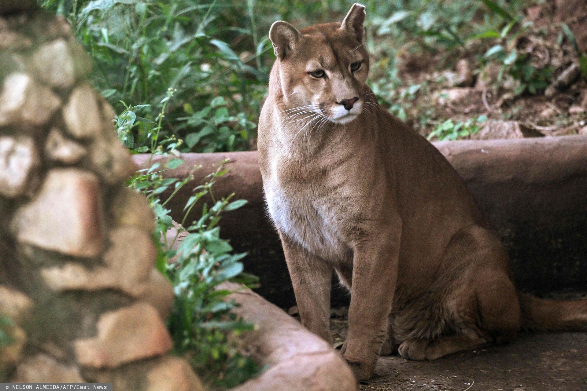 Fałszywa puma w AI: Jak żart z generatywnym sztucznym intelektem zagroził bezpieczeństwu gminy