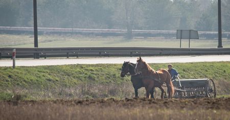 Tragedia w Łódzkiem. Cztery konie wbiegły na lokalną drogę