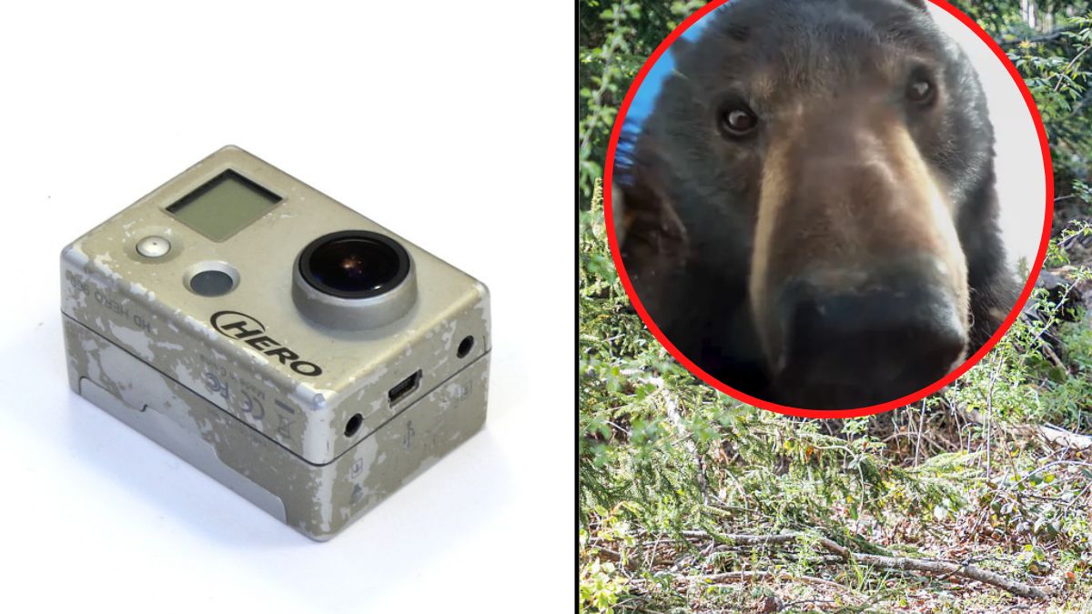 Niedźwiedź selfie gopro kamerka kamera las