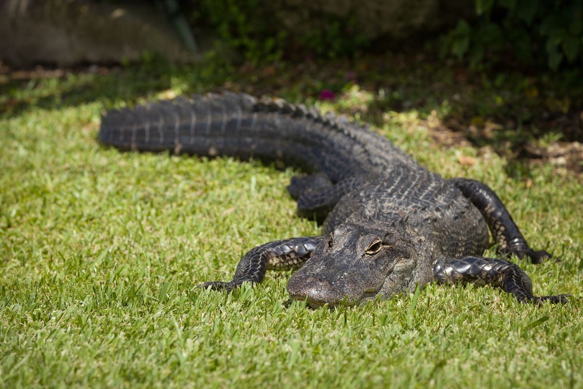 Aligator, zdjęcie ilustracyjne 