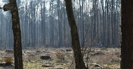 Mieszkańcy zaniepokojeni wycinką drzew w lesie obok Zalewu Zemborzyckiego. „Jak w ogóle można dopuścić do czegoś takiego?” [ZDJĘCIA]