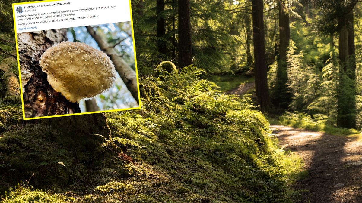 Leśnicy pokazali niezwykłe zjawisko 
