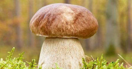 Co wiesz o grzybach? 13 pytań dla prawdziwych grzybiarzy