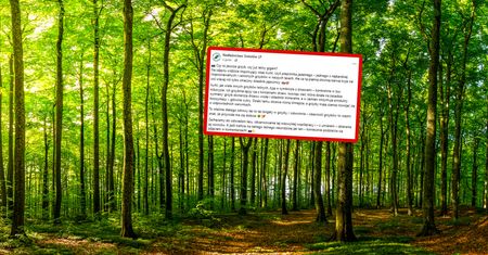 To nie AI. Leśnicy pokazali zdjęcie. Od razu takie pytanie