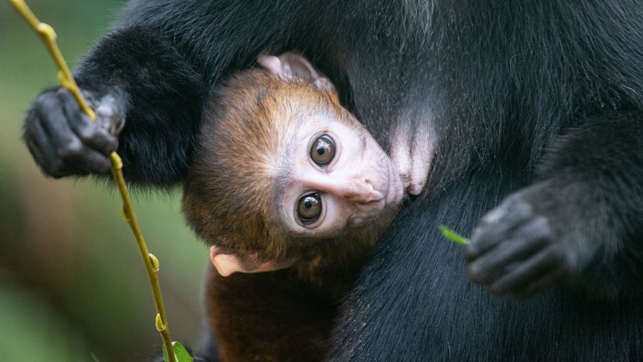 Wrocław. Małpiarnia w zoo na nowego mieszkańca. Poznajcie koczkodana górskiego