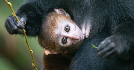 Wrocław. Małpiarnia w zoo na nowego mieszkańca. Poznajcie koczkodana górskiego