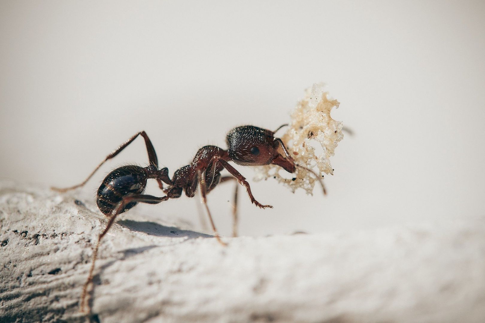 Skuteczny sposób na mrówki. W końcu pozbędziesz się ich z mieszkania
