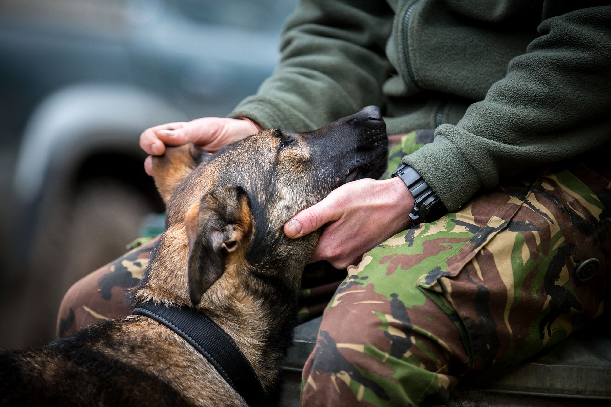 Najpiękniejsze zdjęcia psów w konkursie Dog Photographer of the Year 2018 3