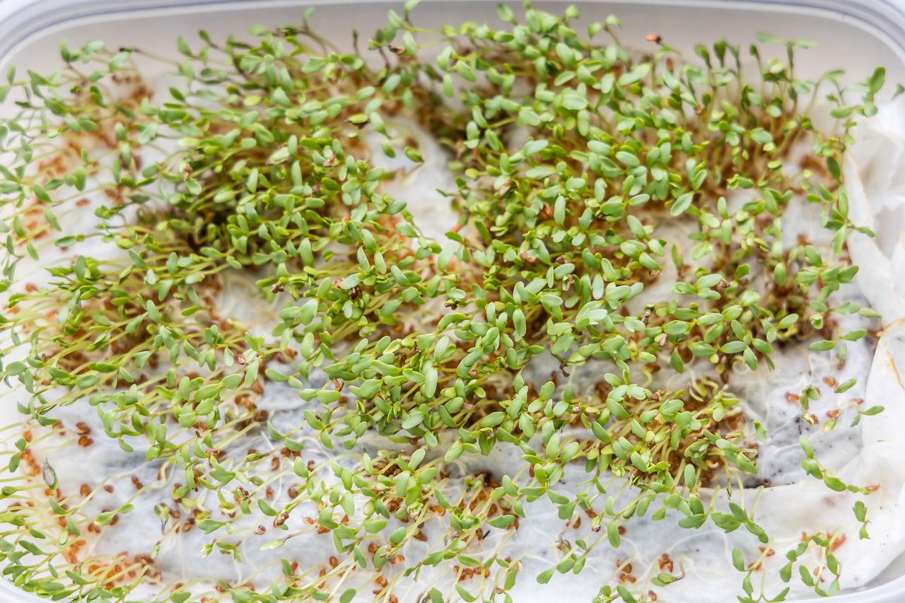 Koktajl, który wymiata złogi z jelit. Obniża cholesterol, trzyma cukier w ryzach