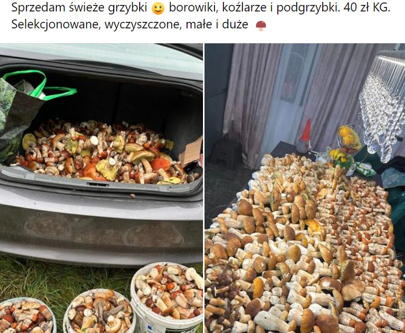 Na lokalnych grupach na Facebooku można trafić na oferty sprzedaży grzybów