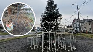 Osiek nad Notecią: Mała i sucha choinka? Mieszkańcy są zawiedzeni