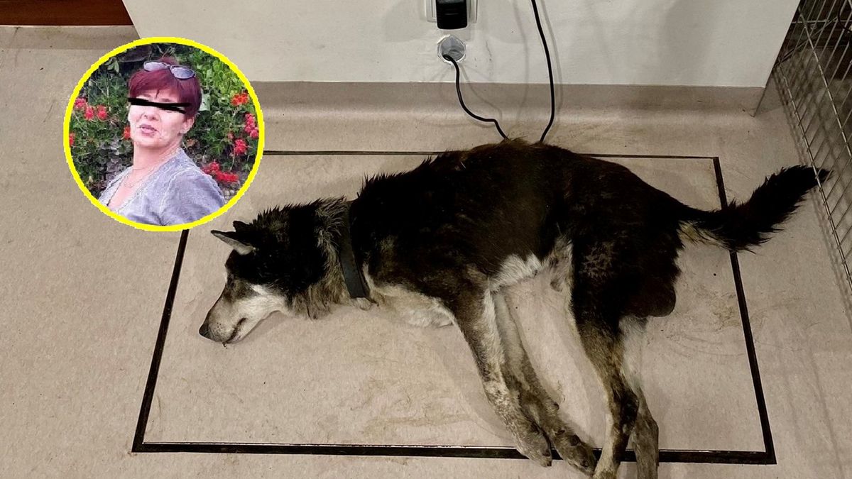 Sołtys nie miała dla psa litości