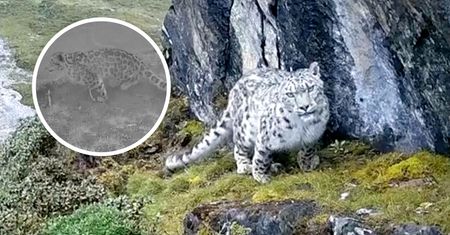Niesamowity widok w Bhutanie. Fotopułapka uchwyciła śnieżną panterę