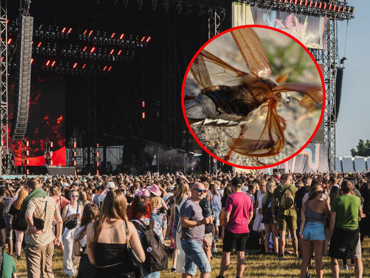Chrabąszcze zawitały na festiwalu muzycznym w Gdyni