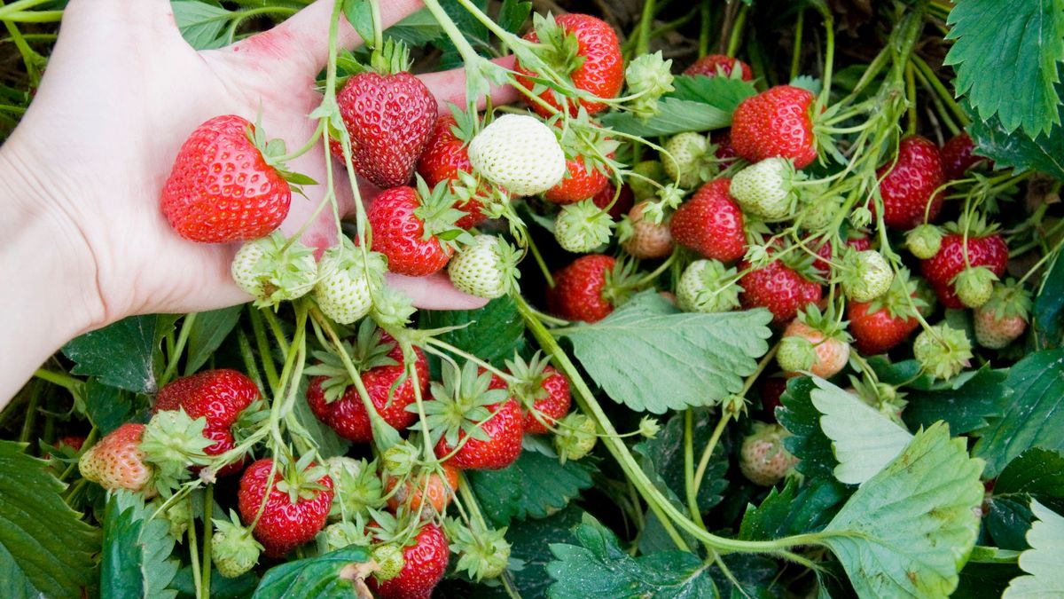Jak dbać o truskawki?
