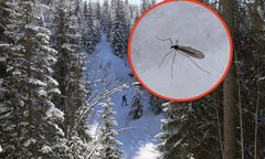 Nazywany zimowym komarem. Pokazali zdjęcie