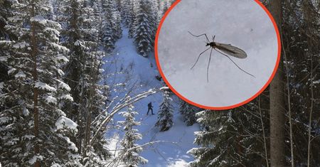 Nazywany zimowym komarem. Pokazali zdjęcie