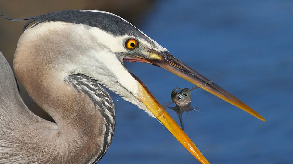 Ptasie polowanie na ryby zamrożone w ułamku sekundy w idealnym momencie 1