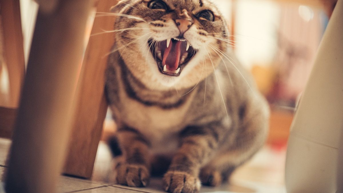 Kobieta nie mogła wejść do mieszkania przez agresywnego kota