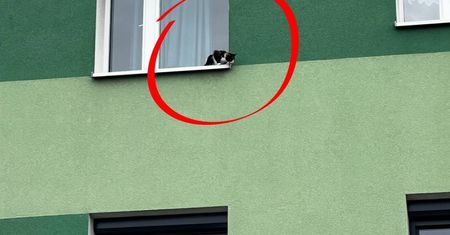 "Nietypowe zgłoszenie". Przyłapany właściciel zapłaci mandat