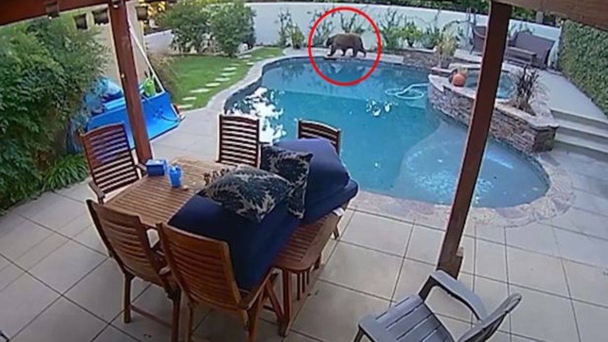 Nie wierzyli własnym oczom. W ich basenie postanowił popluskać się niedźwiedź