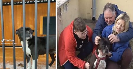 Suczka skradziona we Włoszech odnalazła się po siedmiu latach w Polsce