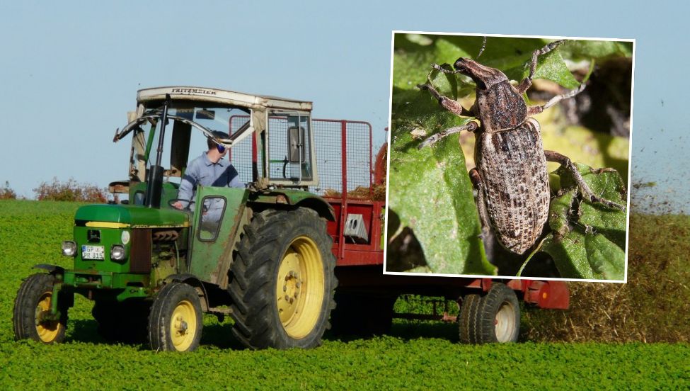 Szkodnik atakuje uprawy polskich rolników. "Powoduje duże straty"