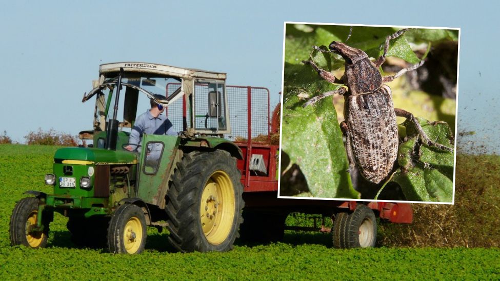 Szarek komośnik utrapieniem dla rolników. Nie tylko na południu
