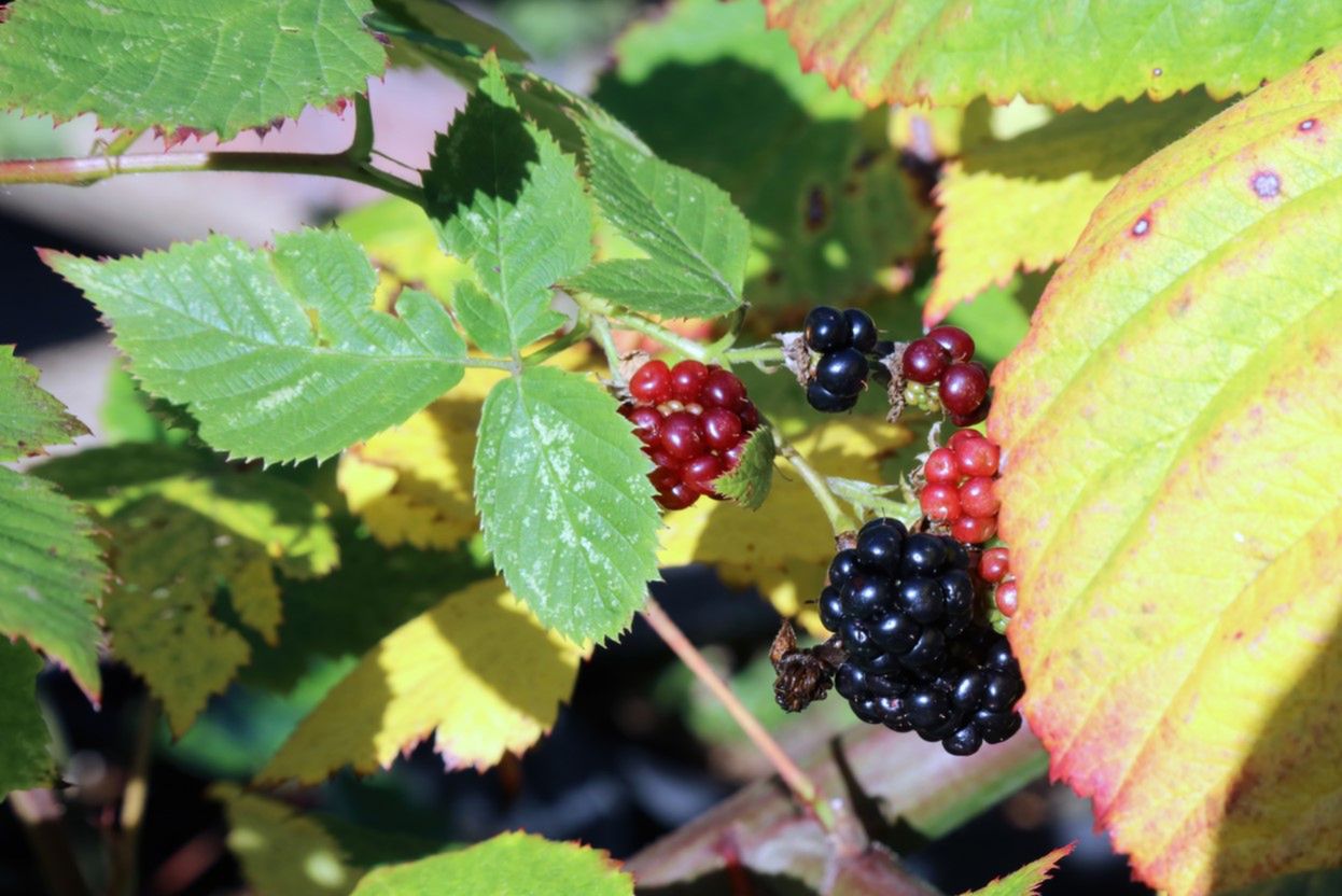Jeżyna fałdowana – właściwości, wygląd i zastosowanie