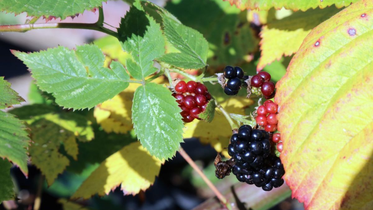 Jeżyna fałdowana jest rośliną należącą do gatunku różowatych.