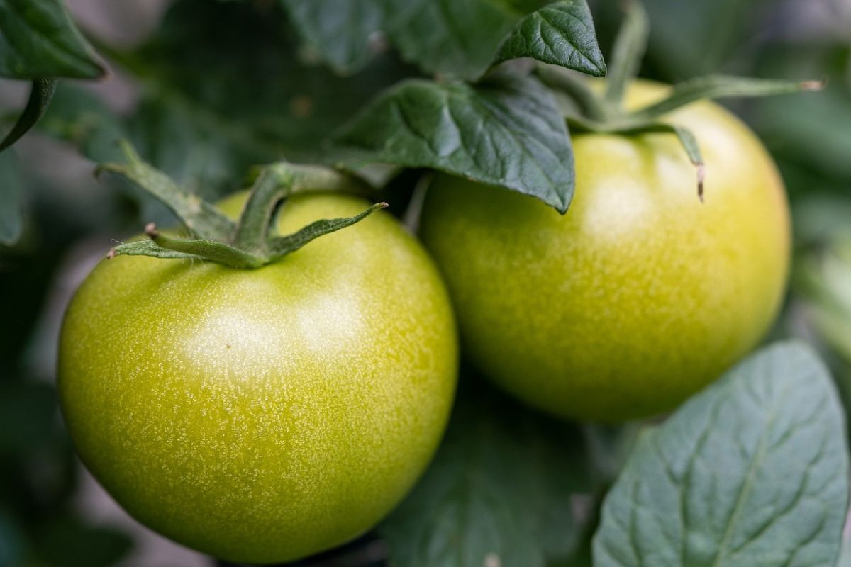 Zielone pomidory zawierają trujące substancje