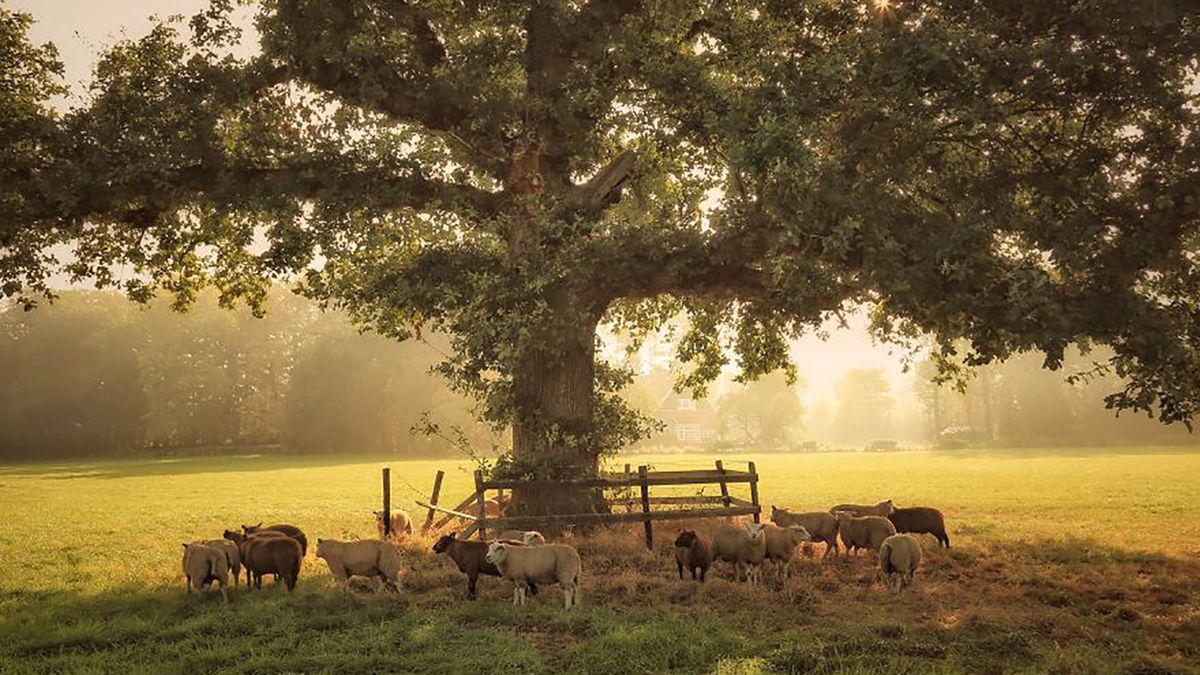 Niderlandzka sielanka, czyli piękno holenderskiej jesieni 1