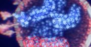 Naukowcy ostrzegają. Te zwierzęta mogą być źródłem nowych epidemii