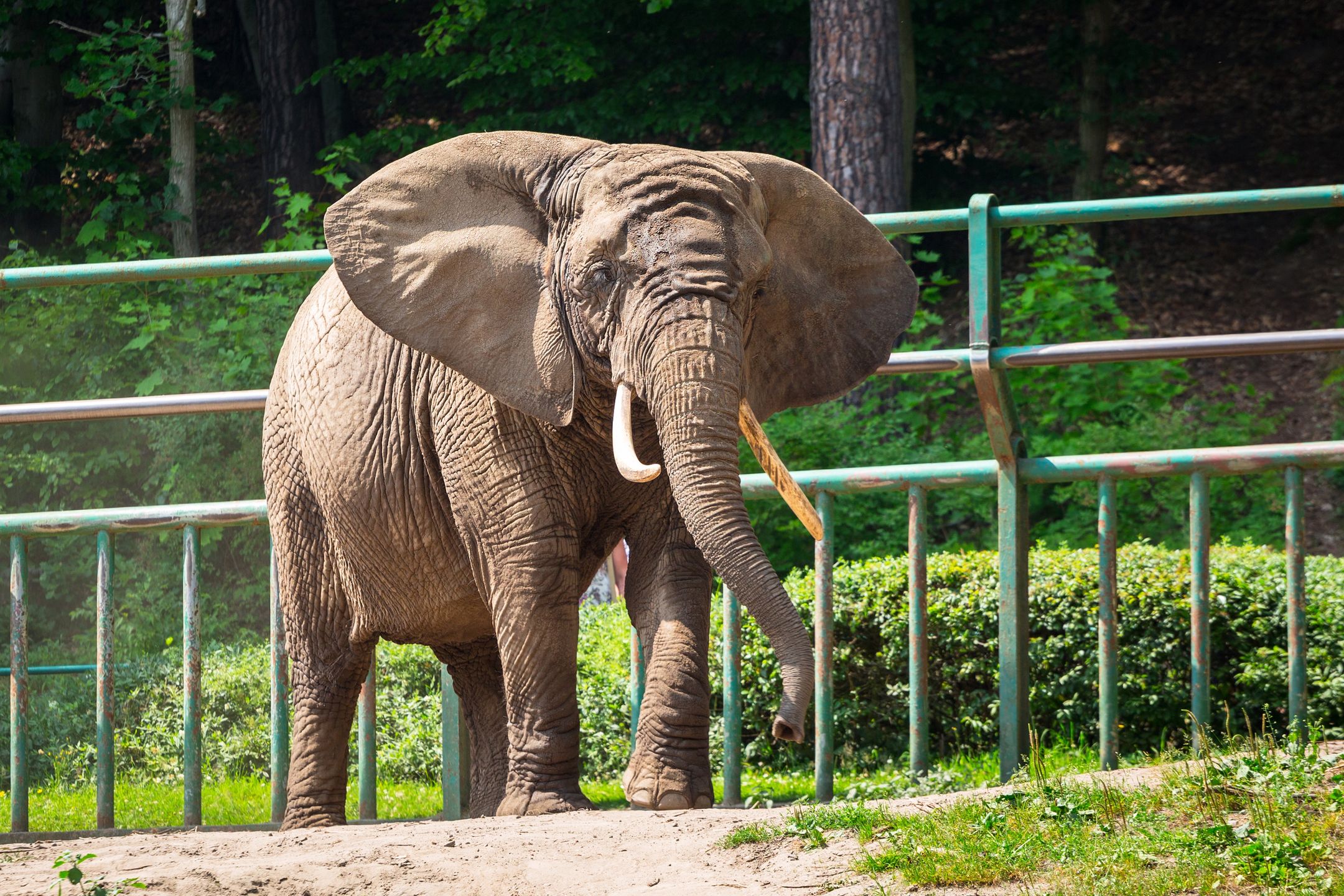 To Michał Targowski sprowadził słonie do gdańskiego zoo