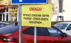 Koniec spekulacji. KE decyduje ws. ptasiej grypy w Polsce