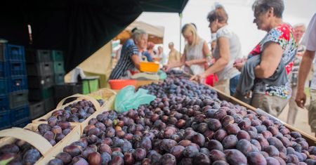 Co się dzieje na rynku śliwek? Sadownicy biją na alarm