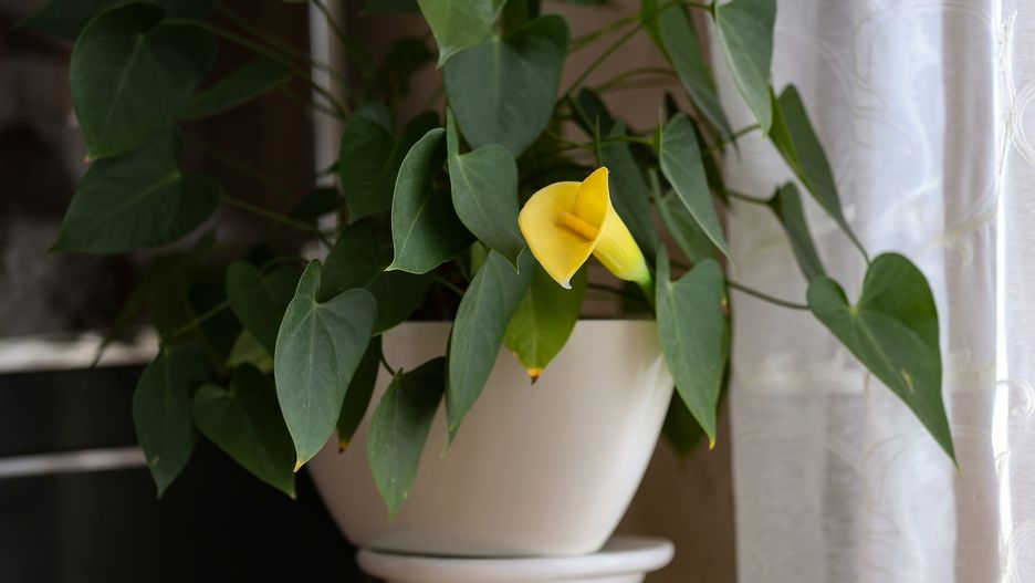 Najlepsze podłoże dla kalii to próchnicza, wilgotna ziemia o odczynie obojętnym