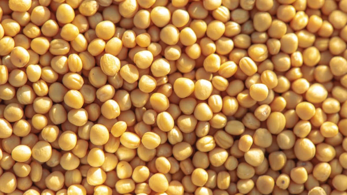 Właściwości zdrowotne gorczycy wynikają przede wszystkim z jej działania rozgrzewającego