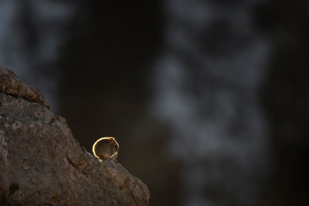 Vincent Munier wytropił i sfotografował niezwykle rzadkiego irbisa śnieżnego. Zobaczcie, jak powstały jego zdjęcia 15