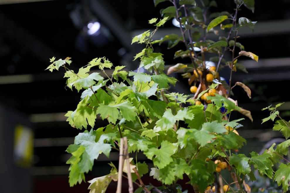 Zeiss Otus 85mm f/1.4 - zdjęcia przykładowe 4