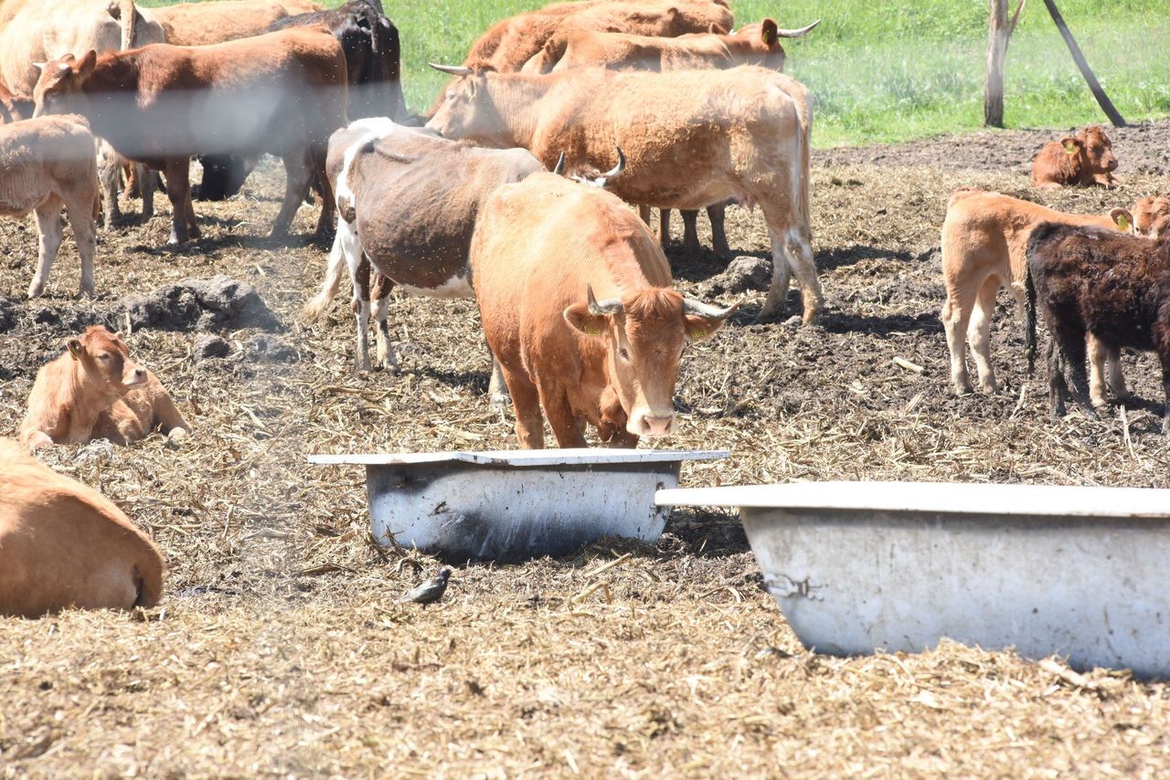 Pryszczyca pod kontrolą, ale ministerstwo zaostrza środki bioasekuracji
