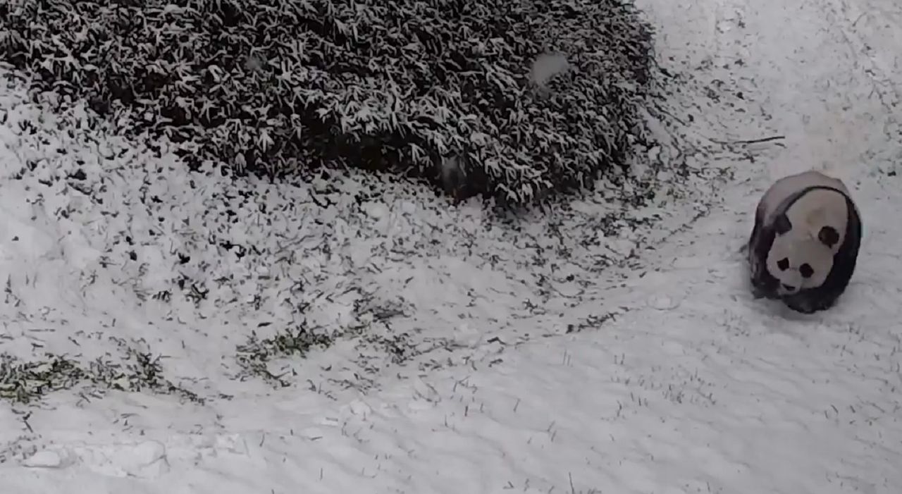 USA. Pandy uwielbiają zabawy na śniegu. Zobacz niezwykłe wideo