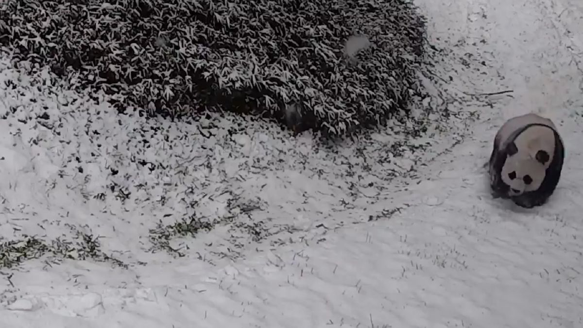 USA. Pandy uwielbiają zabawy na śniegu. Zobacz niezwykłe wideo 1