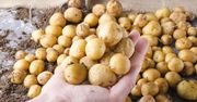 Jak długo gotować młode ziemniaki? Zrób tak, a wyjdą idealne