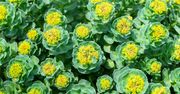 Rhodiola rosea – wygląd, właściwości, działanie i wskazania