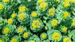 Rhodiola rosea - wygląd, właściwości, działanie i wskazania