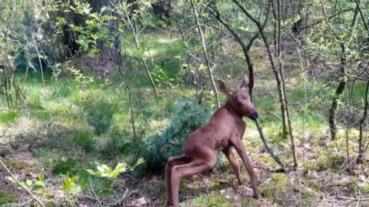 Dzika zwierzyna - zdjęcie ilustracyjne