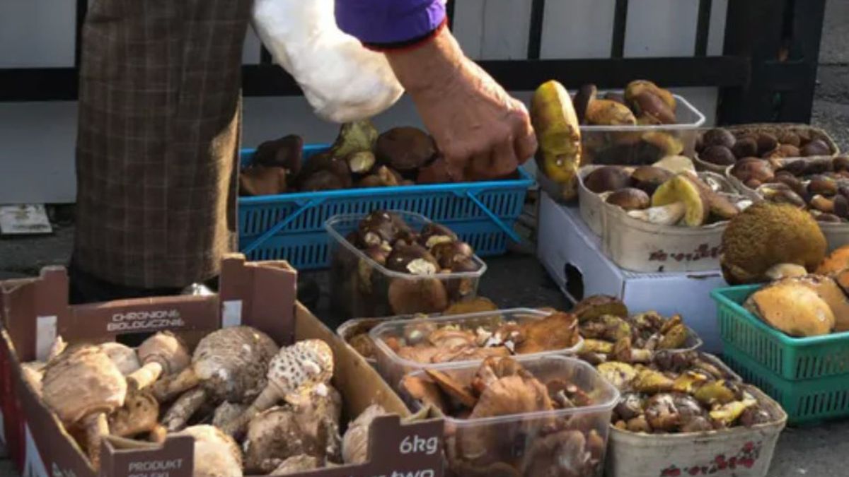 Ceny grzybów. Ile można zarobić na grzybobraniu?